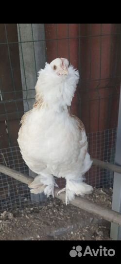 Инкубационное яйцо породы- Фавероль лосось