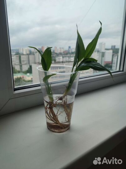 Спатифиллум, женское счастье