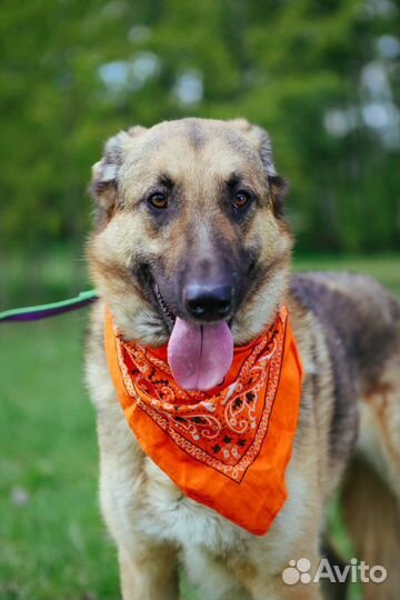 Спаси собаку из приюта