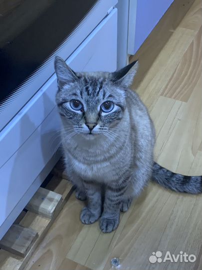 Кот