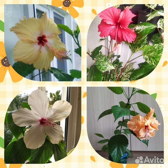 Гибискусы