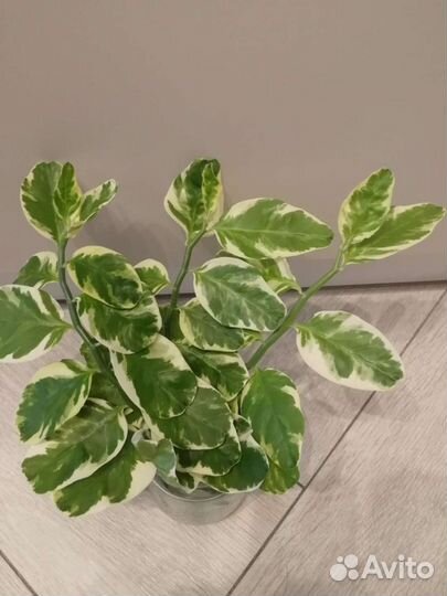 Педилантус отростки