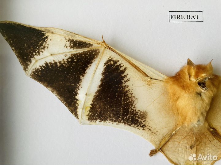 Летучая мышь. Kerivoula Picta. Fire Bat