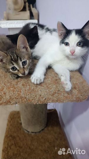 Котята бесплатно