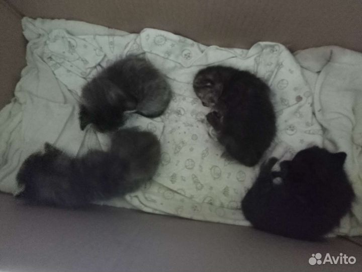 Котята в добрые руки