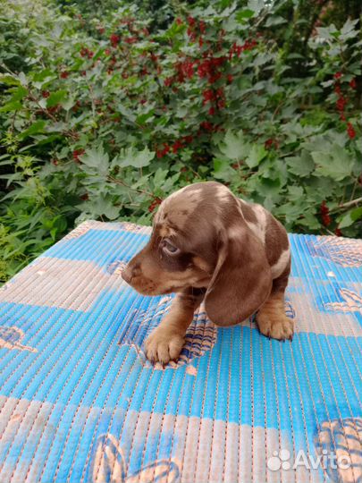 Такса г/ш мини