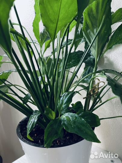 Спатифиллум