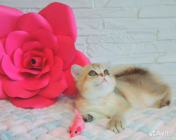 Шотландская золотая девочка