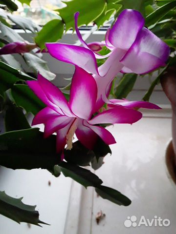 Цветы декабрист