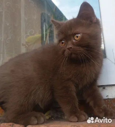 Британская