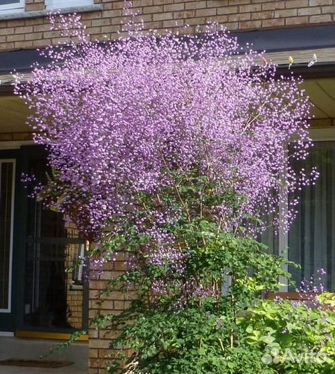 Василистник многолетник