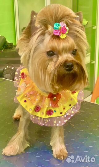 Стрижка собак и кошек