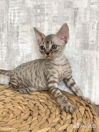 Котята девон-рекс