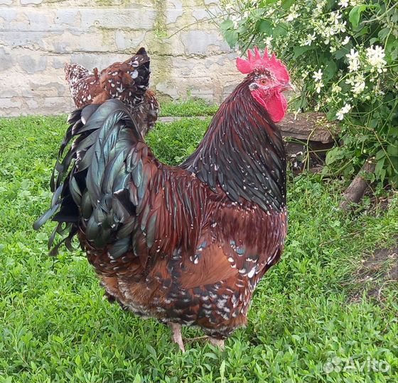 Суссекс фарфоровый. Инкубационное яйцо