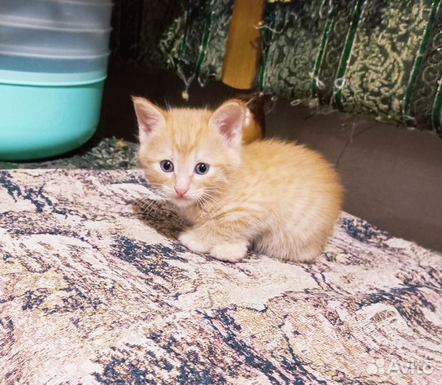 Отдам котёнка в добрые руки