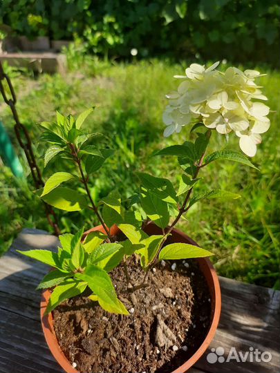 Гортензия Мохито (Mojito)