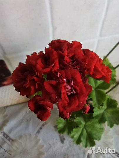 Пеларгония розебудная