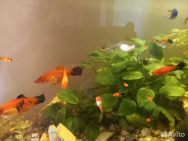 Гуппи Эндлера и пецилии