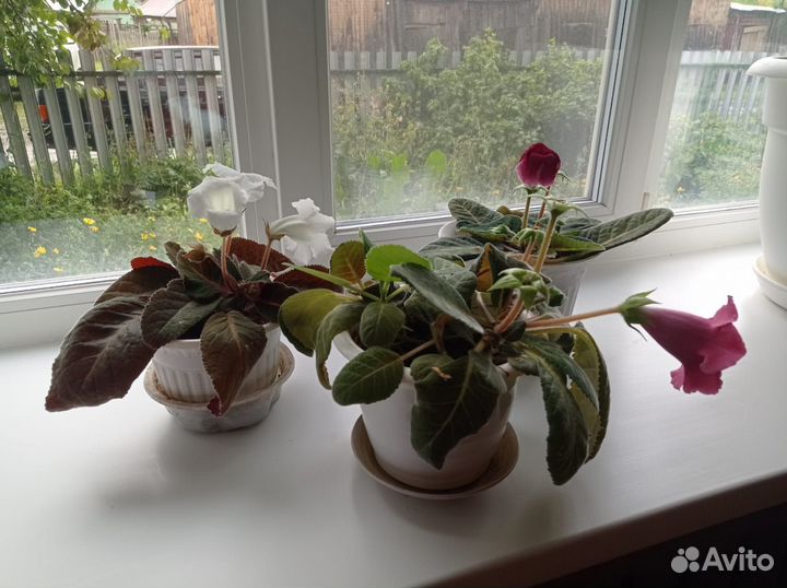 Колокольчики