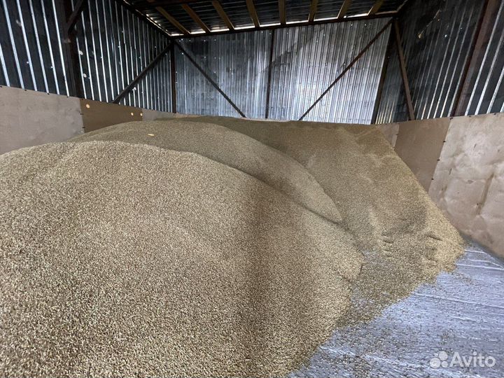 Зерно ячмень