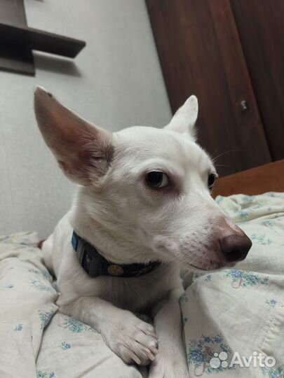 Отдам в добрые руки собаку