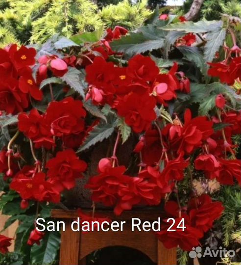 Бегония ампельная