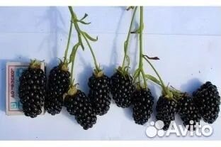 Новинка Ежевика сладкая Виктория (бесшипная)