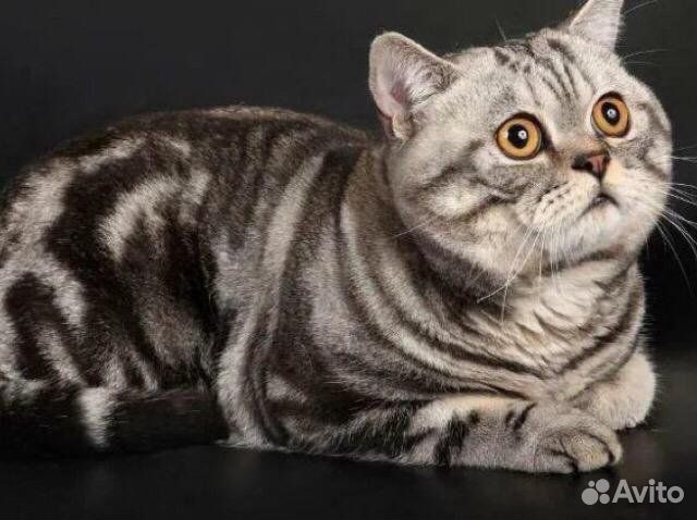 Коты-вязка