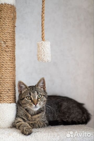 Котенок девочка в добрые руки