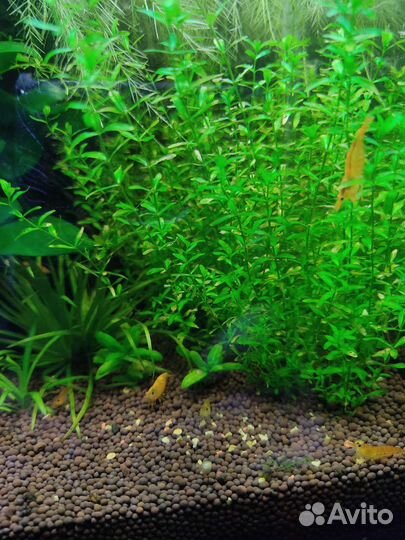 Креветки желтые, аквариум куб