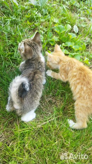 Котята в добрые руки