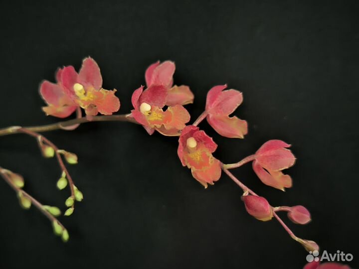 Орхидея Ховеара Lava Burst