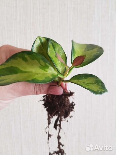 Хойя Лиза триколор