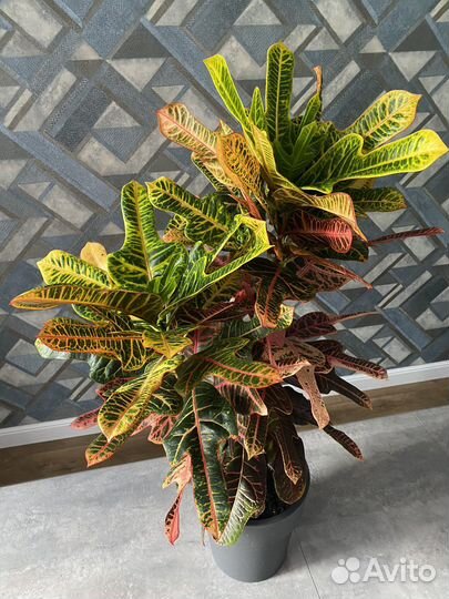 Кротон (кодиеум) экселент