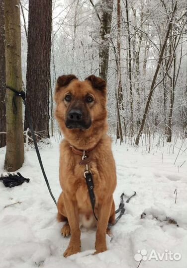 Кай верный друг ищет дом