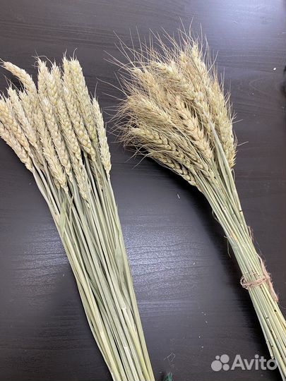 Пшеница с остью и без