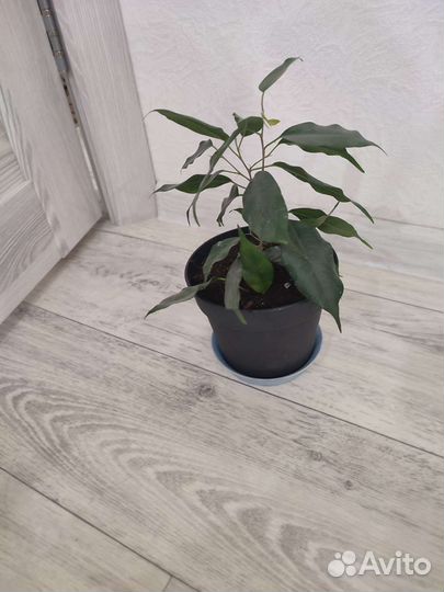 Фикус бенджамина