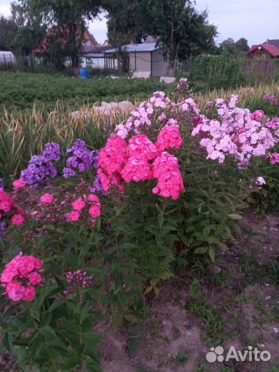 Цветы Флоксы