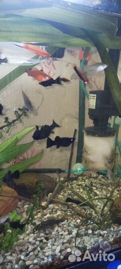 Продам меченосцев, черная молли и гуппи