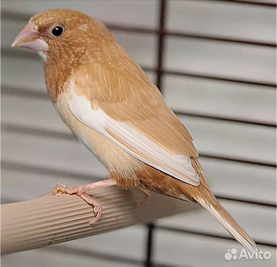 Клетка для птиц