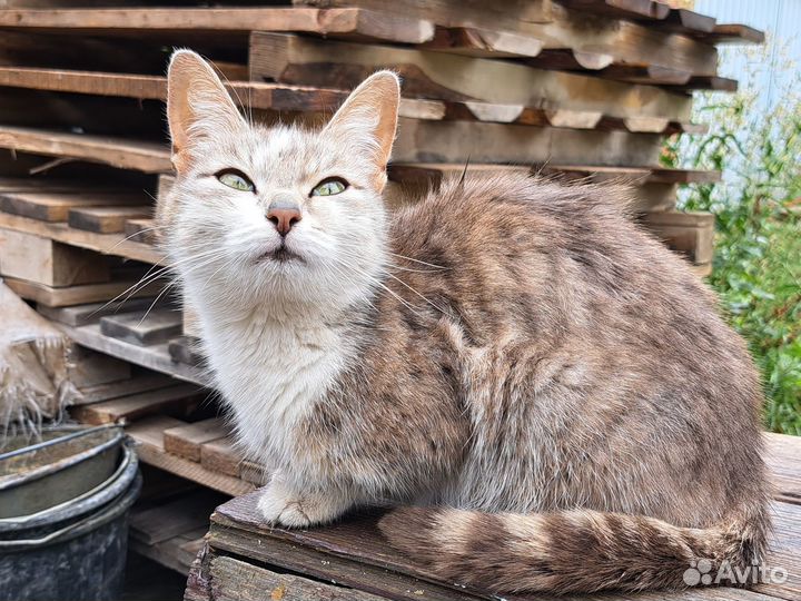 Котенок-мальчик