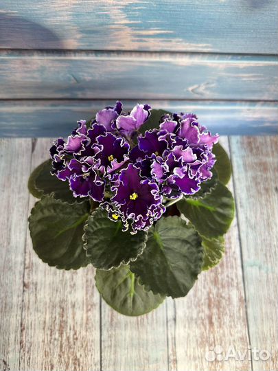 Фиалка листья