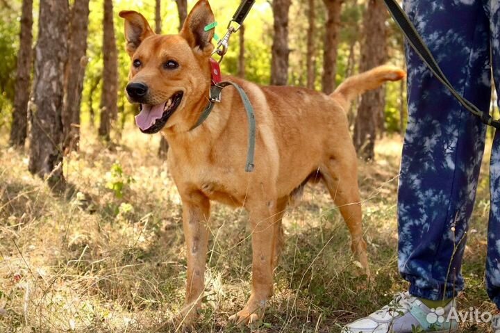 Статный Рэд