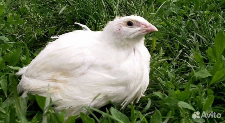 Перепел Московский белый гигант