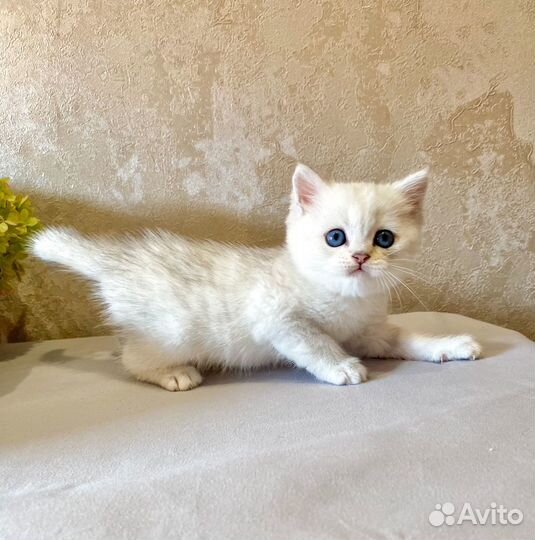 Серебристый мальчик