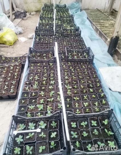 Рассада эустомы оптом