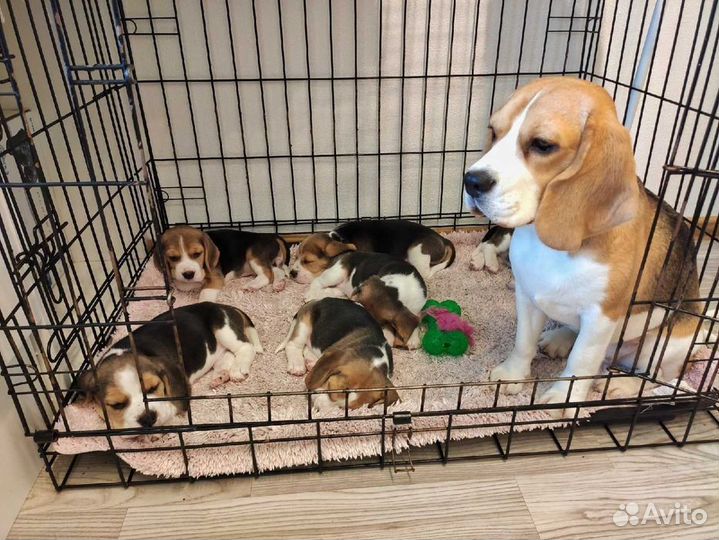 Клетка для собак всех пород клетки новые