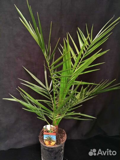 Пальма финиковая 15/85