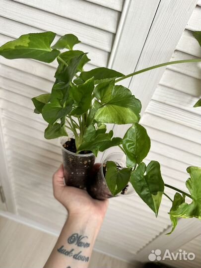 Сингониумы сортовые