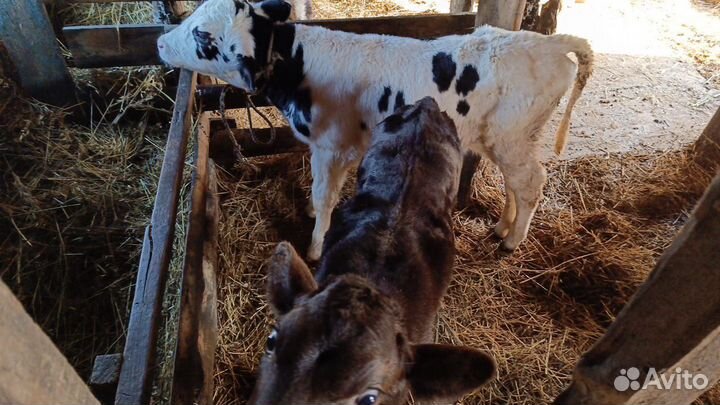 Продажа телят